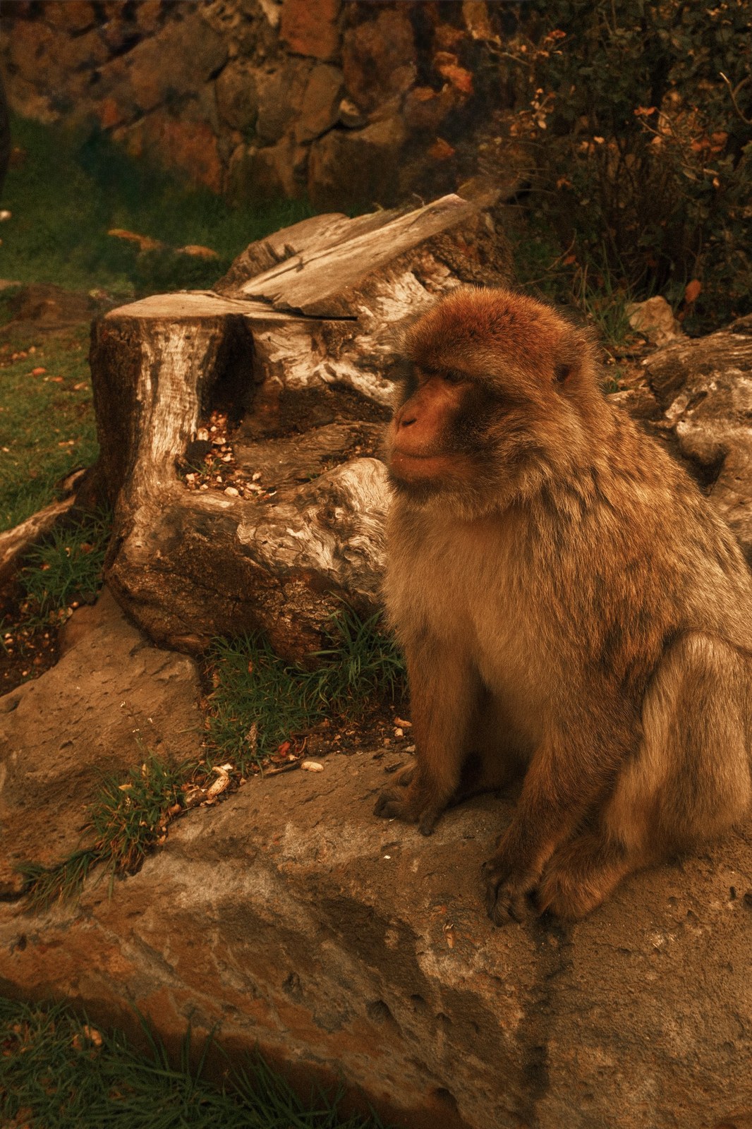 Gibraltar Monkey
