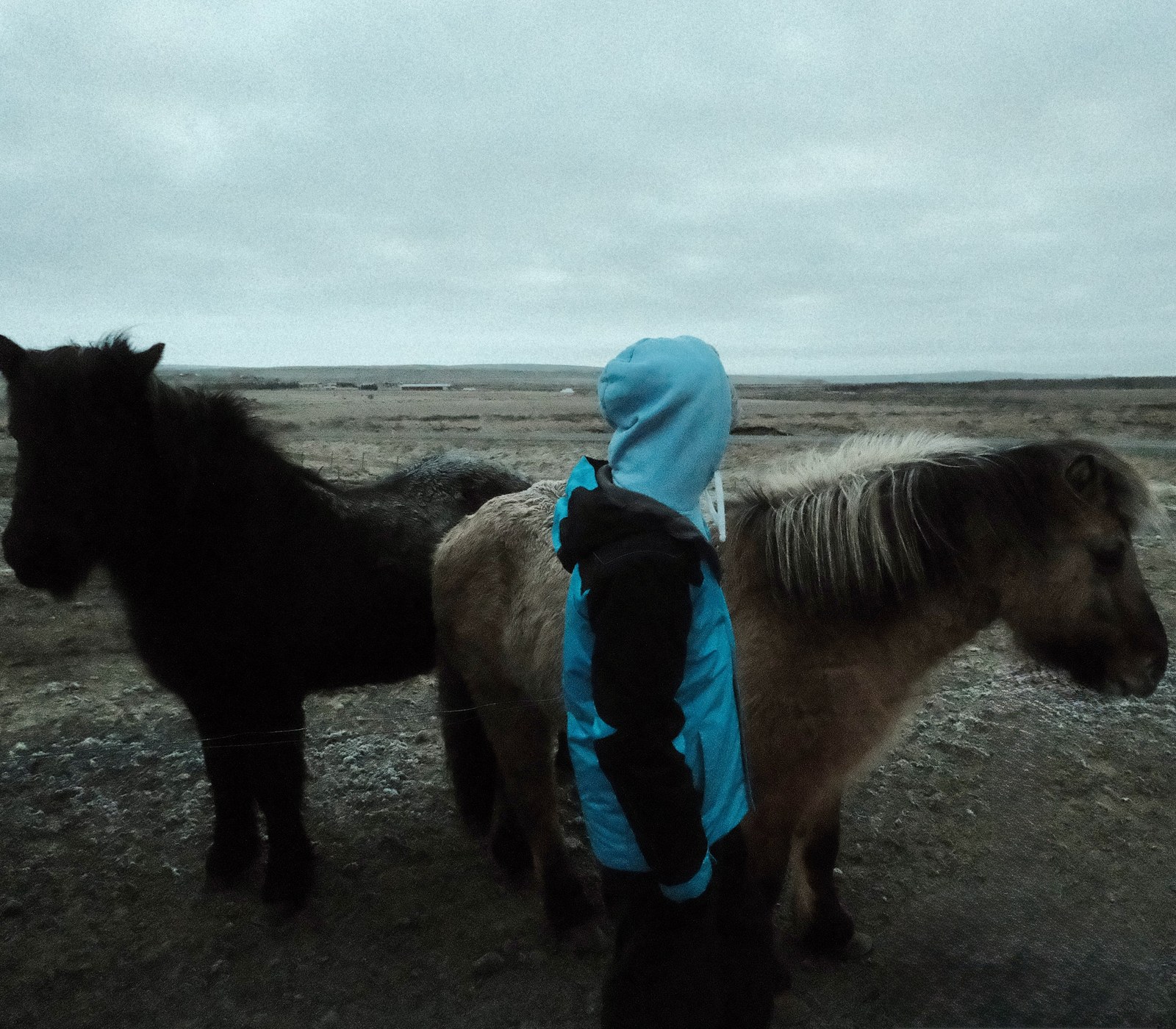 Iceland Horses